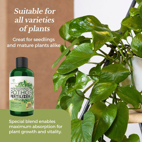 Leaves and Soul pothos fertilizer diluted in water for even mix