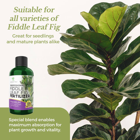 Leaves and Soul 8 oz bottle features durable packaging for storage.