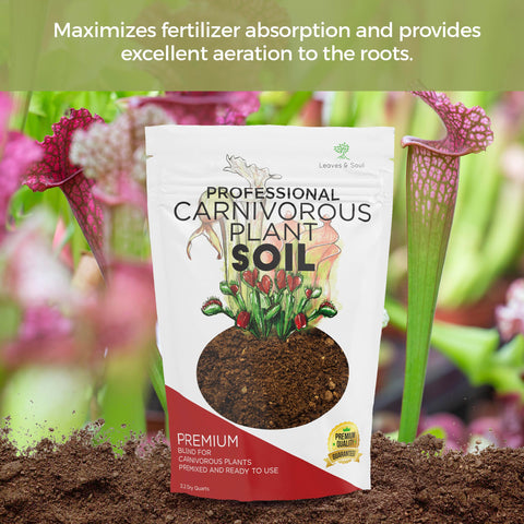 Leaves and Soul soil close-up with sundews to emphasize aeration and nutrient absorption