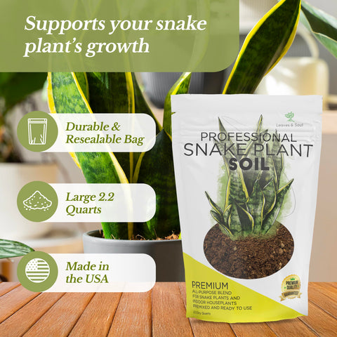Leaves and Soul snake plant soil closeup highlights balanced moisture for steady indoor growth.