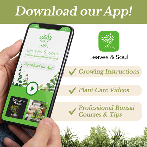 Leaves and Soul succulent soil dry-mix texture reveals granular mix aiding aeration