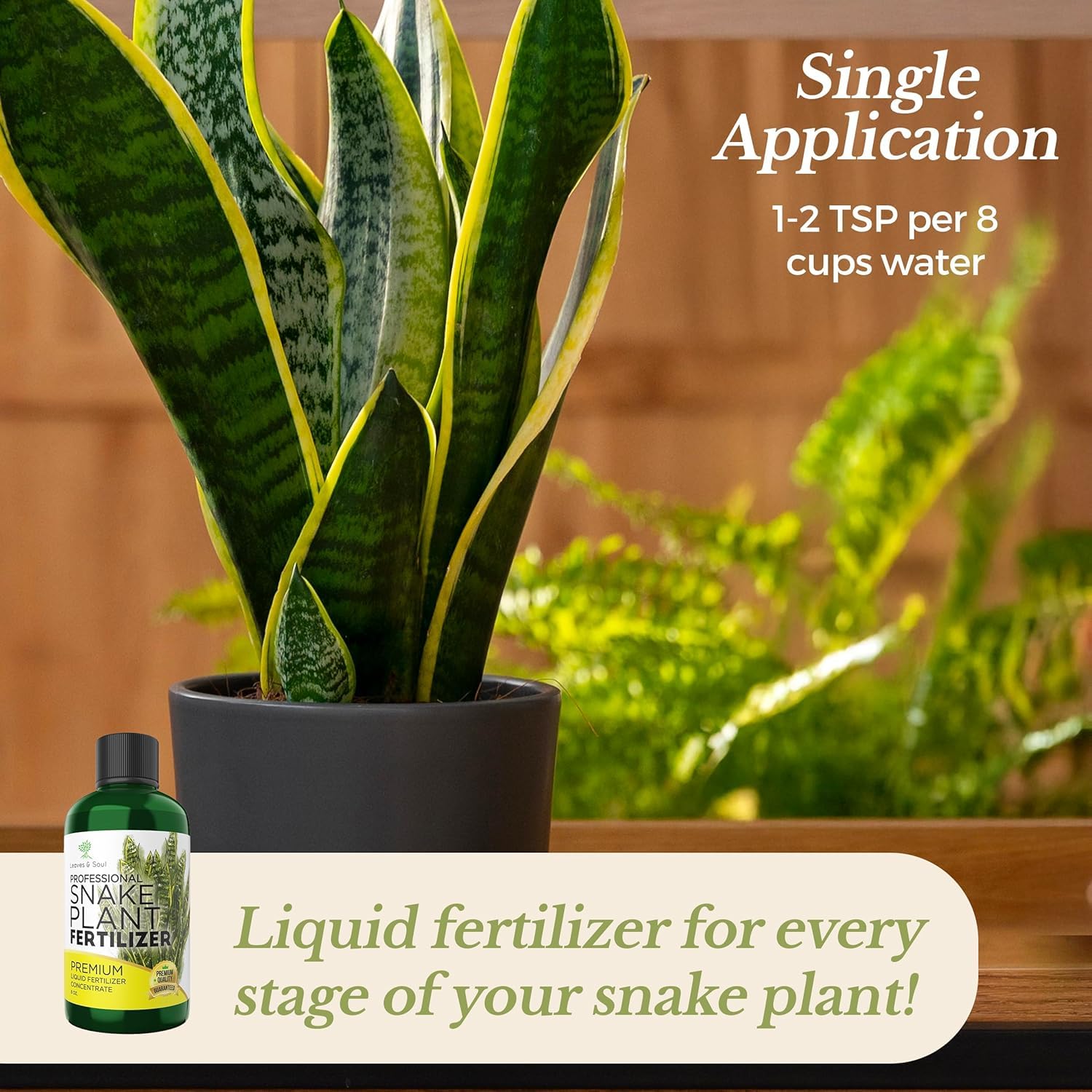 Leaves and Soul works on all snake plant varieties for healthy foliage.