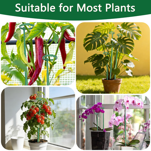 lecamebor versatile stake for monstera orchids tomatoes and climbers