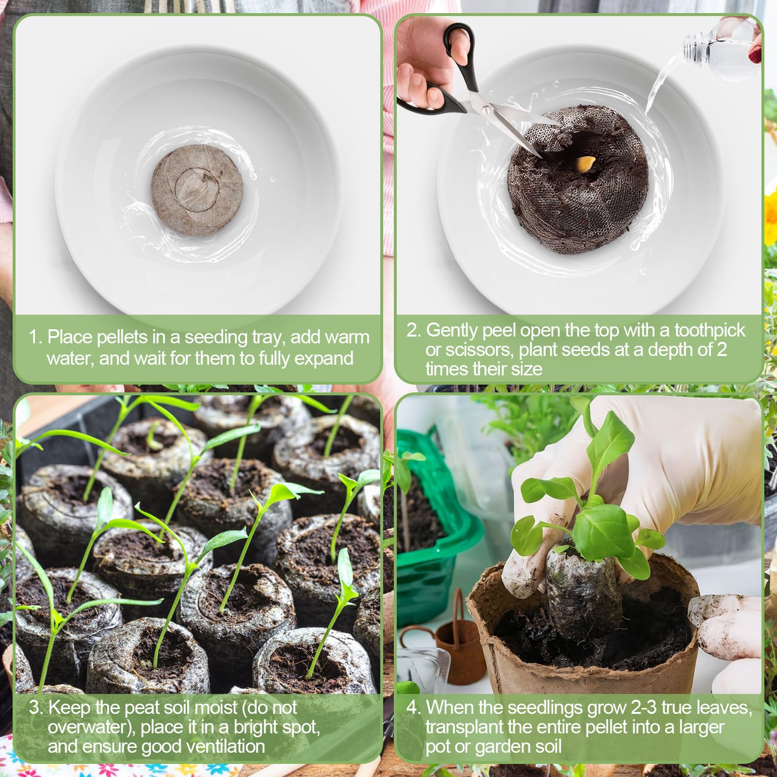 Legigo 2-inch-diameter pellet ready for easy transfer to larger pots.