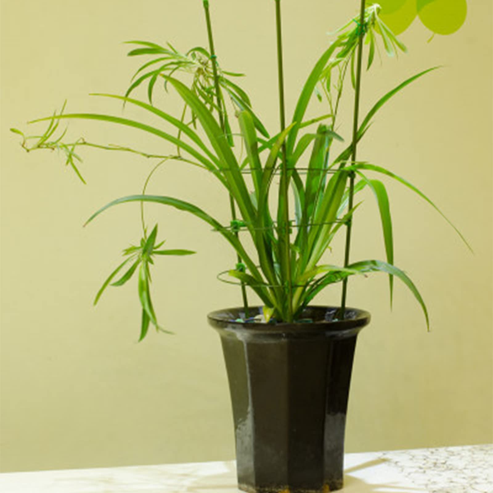 Legigo 10 plant clips included help secure stems during growth.