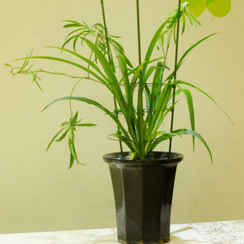 Legigo 10 plant clips included help secure stems during growth.