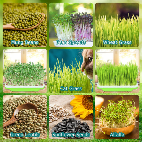 Legigo BPA-free material ensures safe, reusable sprouting for home