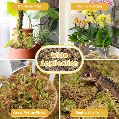 Legigo carnivorous plant moss mix for structured, moisture-managed soil