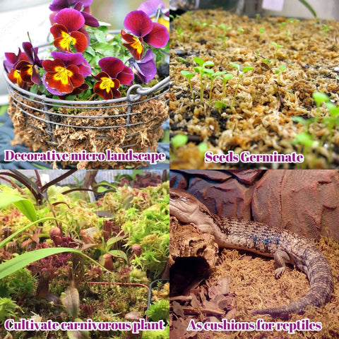 Legigo carnivorous plants moss setup creates a humid, stable substrate.