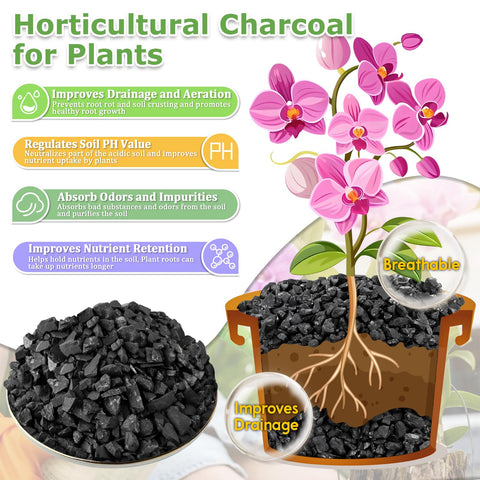 Legigo charcoal promotes root health in terrariums with better airflow.