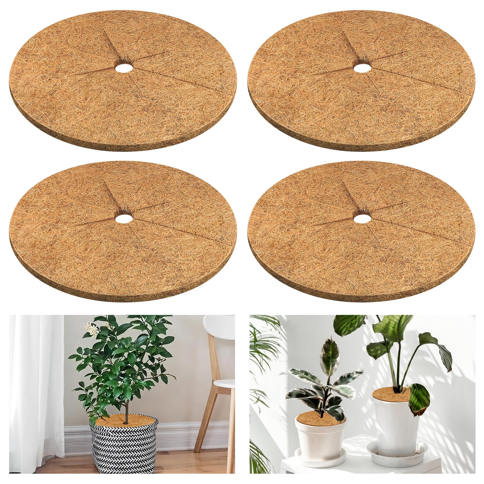 Legigo coconut fiber mulch ring around a potted plant for moisture retention