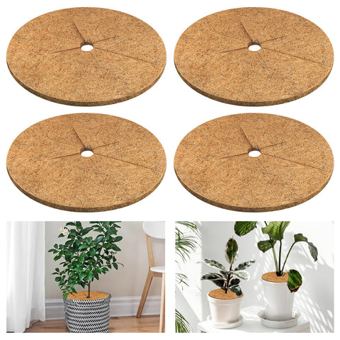 Legigo coconut fiber mulch ring around a potted plant for moisture retention