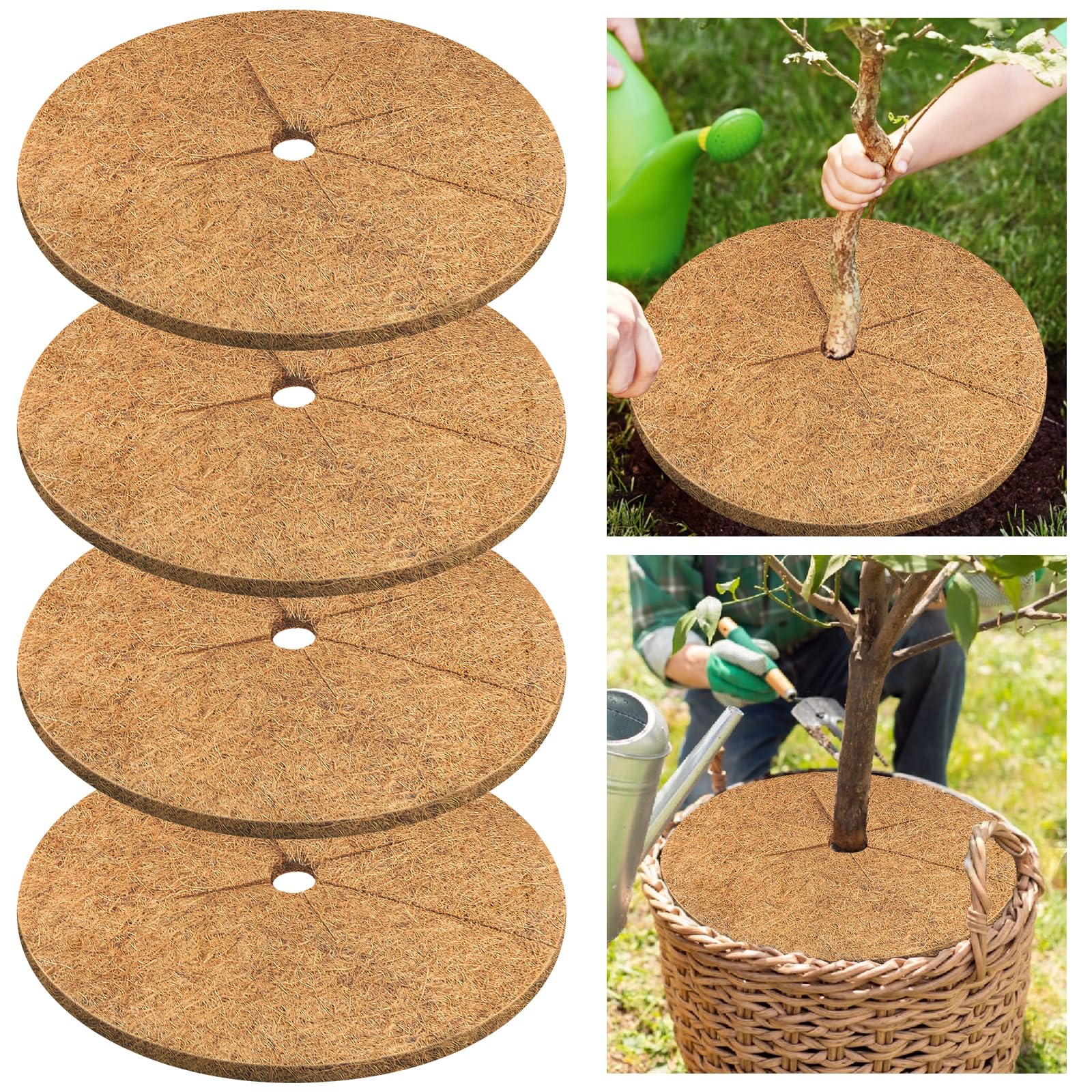 Legigo coconut fiber mulch ring installation around a 30-inch tree improves soil moisture.