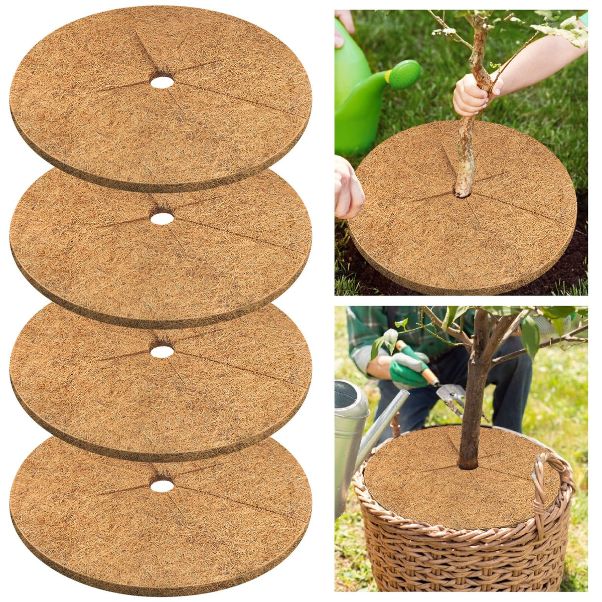 Legigo coconut fiber mulch ring installation around a 30-inch tree improves soil moisture.