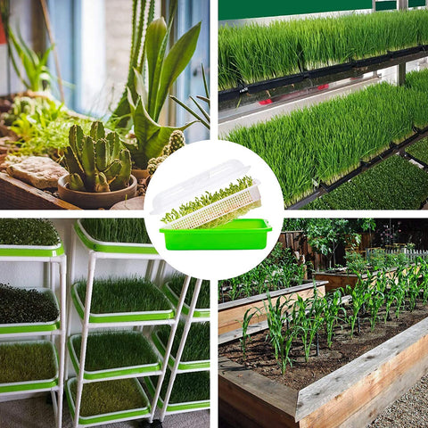 Legigo easy-clean seed sprouter kit for daily microgreen harvests.