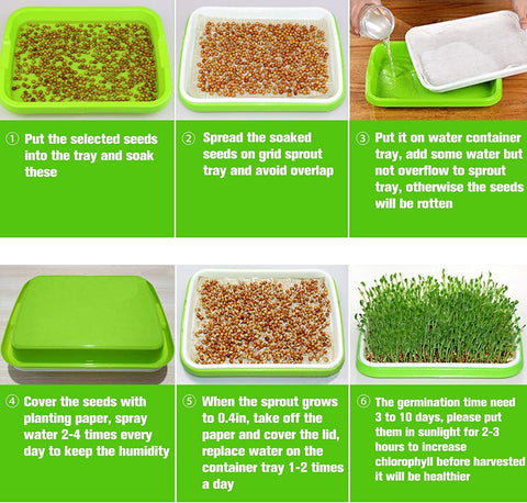 Legigo germinating papers help tiny seeds establish evenly in trays.