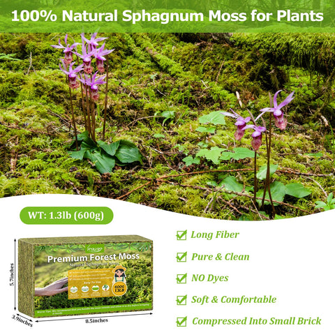 Legigo orchid moss for repotting supports orchid moisture balance