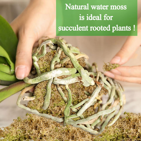 Legigo hydroponic moss water retention supports root oxygenation.