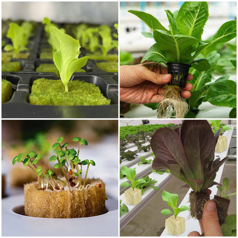 Legigo starter plugs support propagation for lettuce, tomatoes, and herbs.