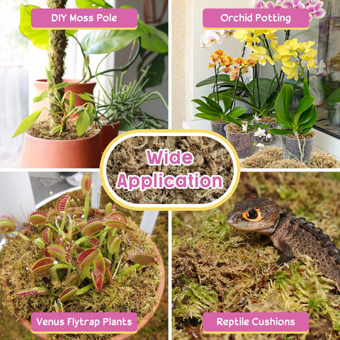 Legigo hydroponic sphagnum moss improves water oxygenation