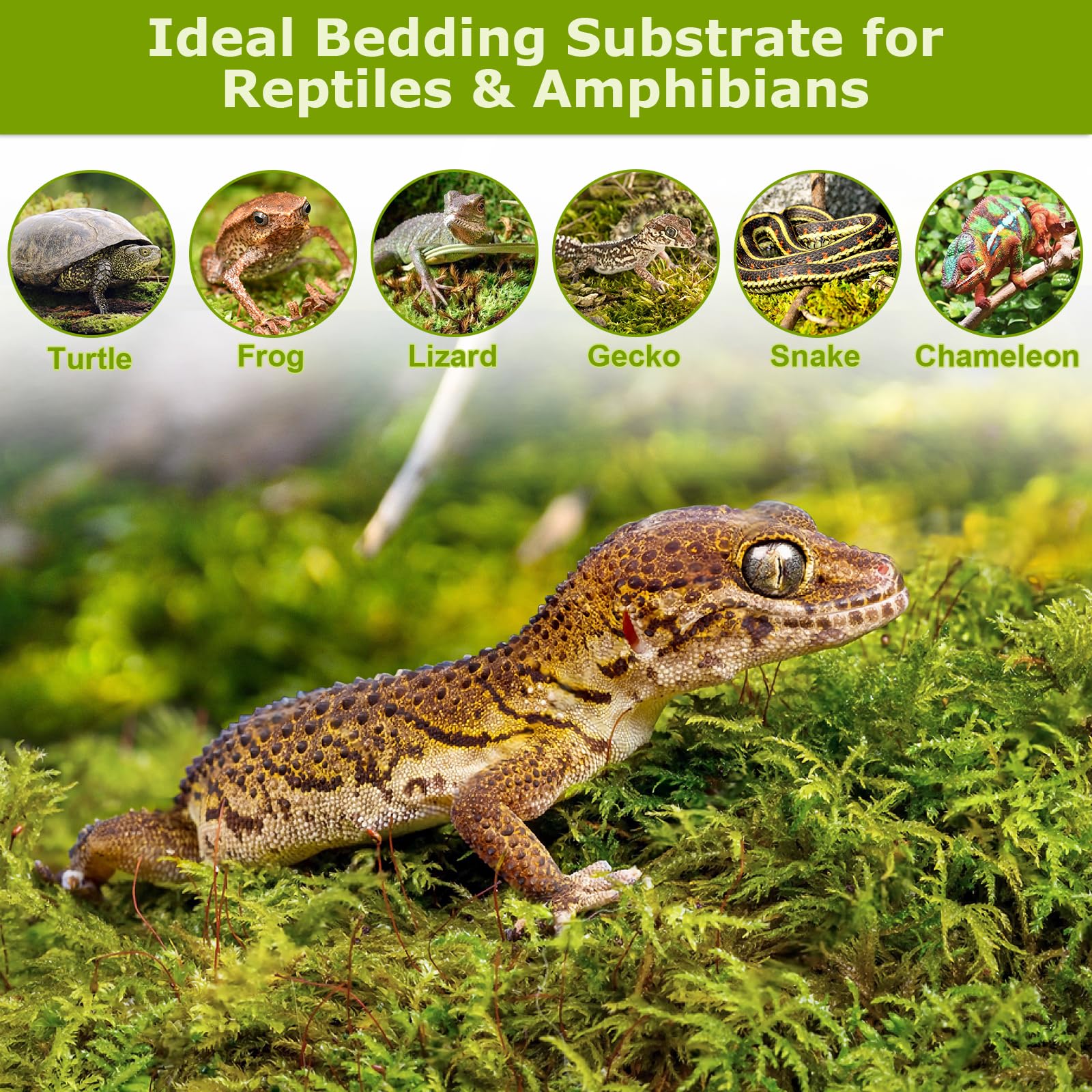 Legigo moss bedding for reptiles creates a moist, comfortable habitat