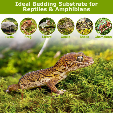 Legigo moss bedding for reptiles creates a moist, comfortable habitat