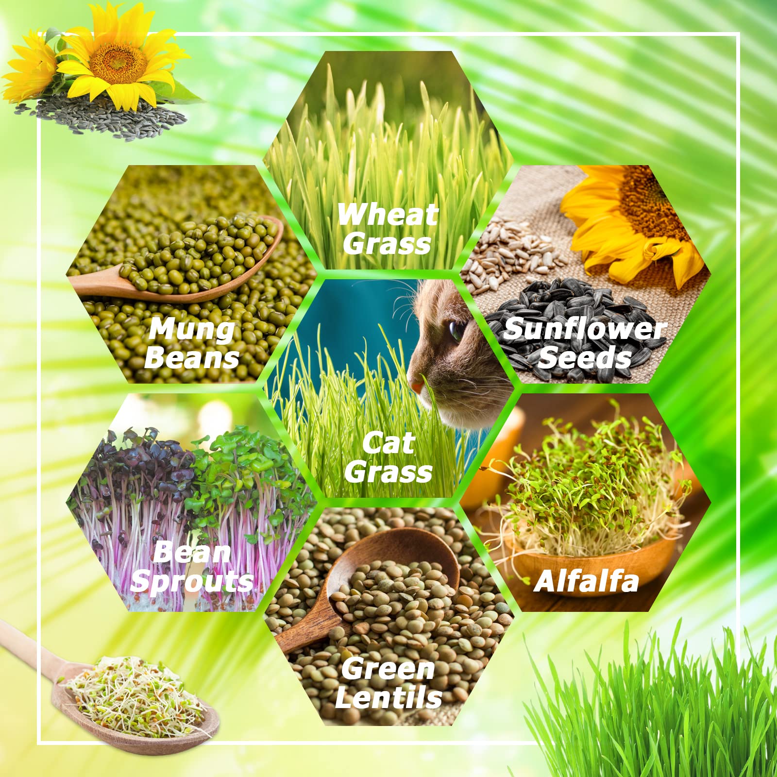 Legigo mung bean sprout tray for quick kitchen garden harvests.
