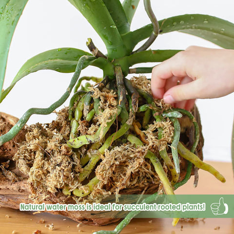 Legigo natural dried moss offers breathable media for orchids and succulents.