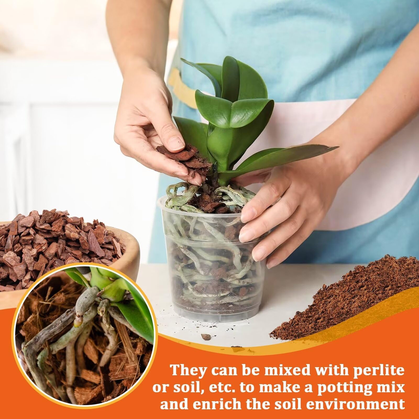 Legigo orchid bark is ideal for epiphytic orchids like Phalaenopsis and Cattleya