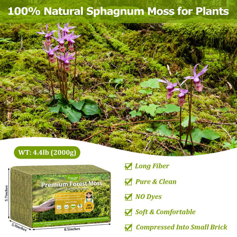 Legigo orchid moss moisture control keeps orchids evenly hydrated during repotting