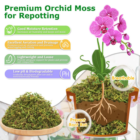 Legigo orchid moss root airflow demonstrating airy medium for healthy roots