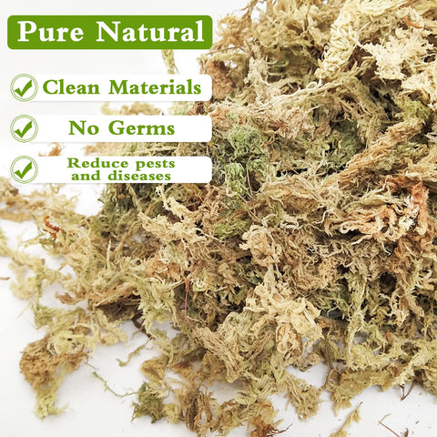 Legigo orchid moss layering – moss on top for rooting and moisture control.