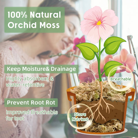 Legigo orchid moss root support demonstrates humid environment promoting rooting.