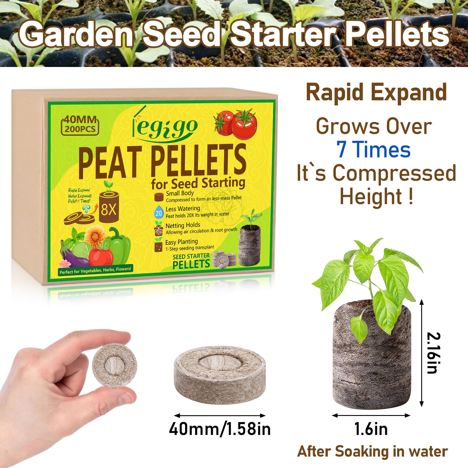 Legigo peat pellets expanding in water to prepare germination.