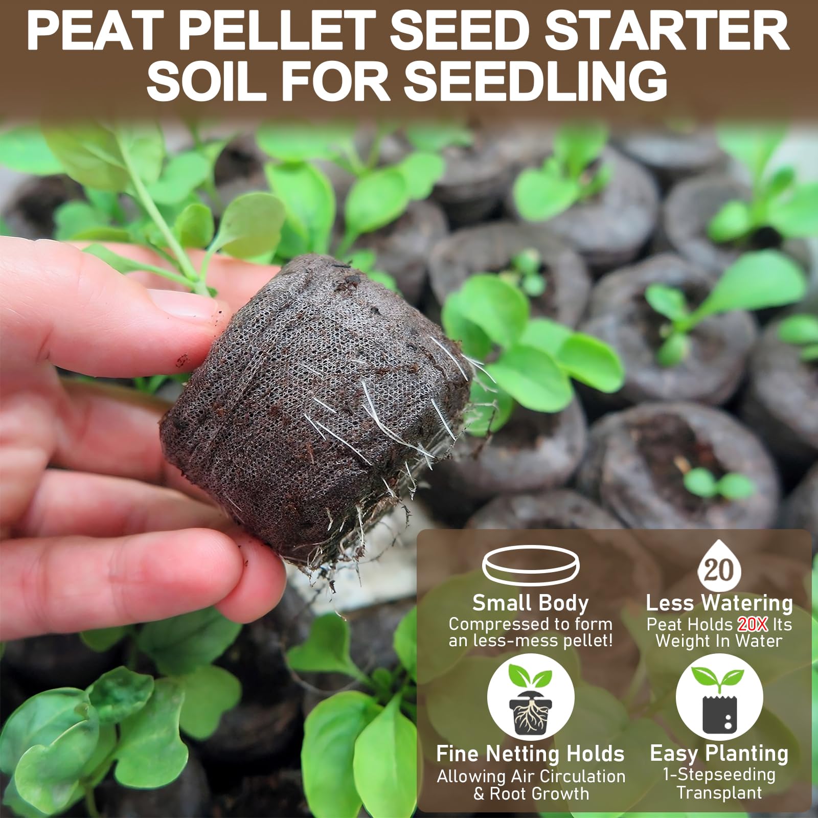 Legigo pellets with seedlings in a tray, ready for transplant.