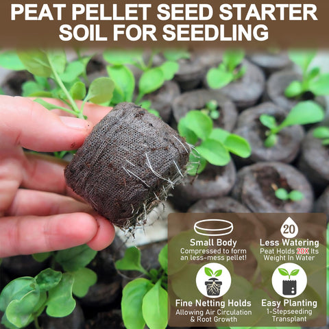 Legigo pellets with seedlings in a tray, ready for transplant.