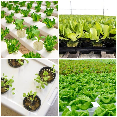 Legigo rockwool 72-plug bulk pack for scalable seed starts
