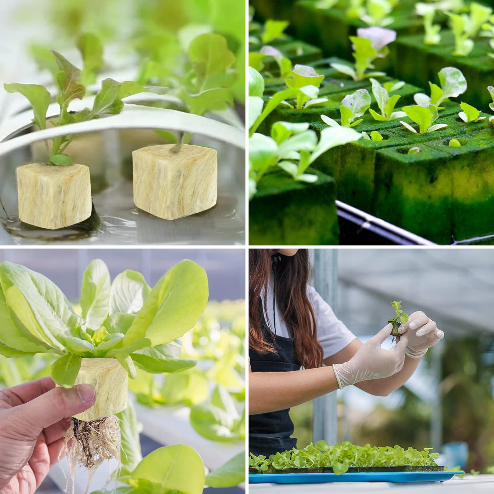 Legigo rockwool cubes easy preparation enables quick setup for germination.