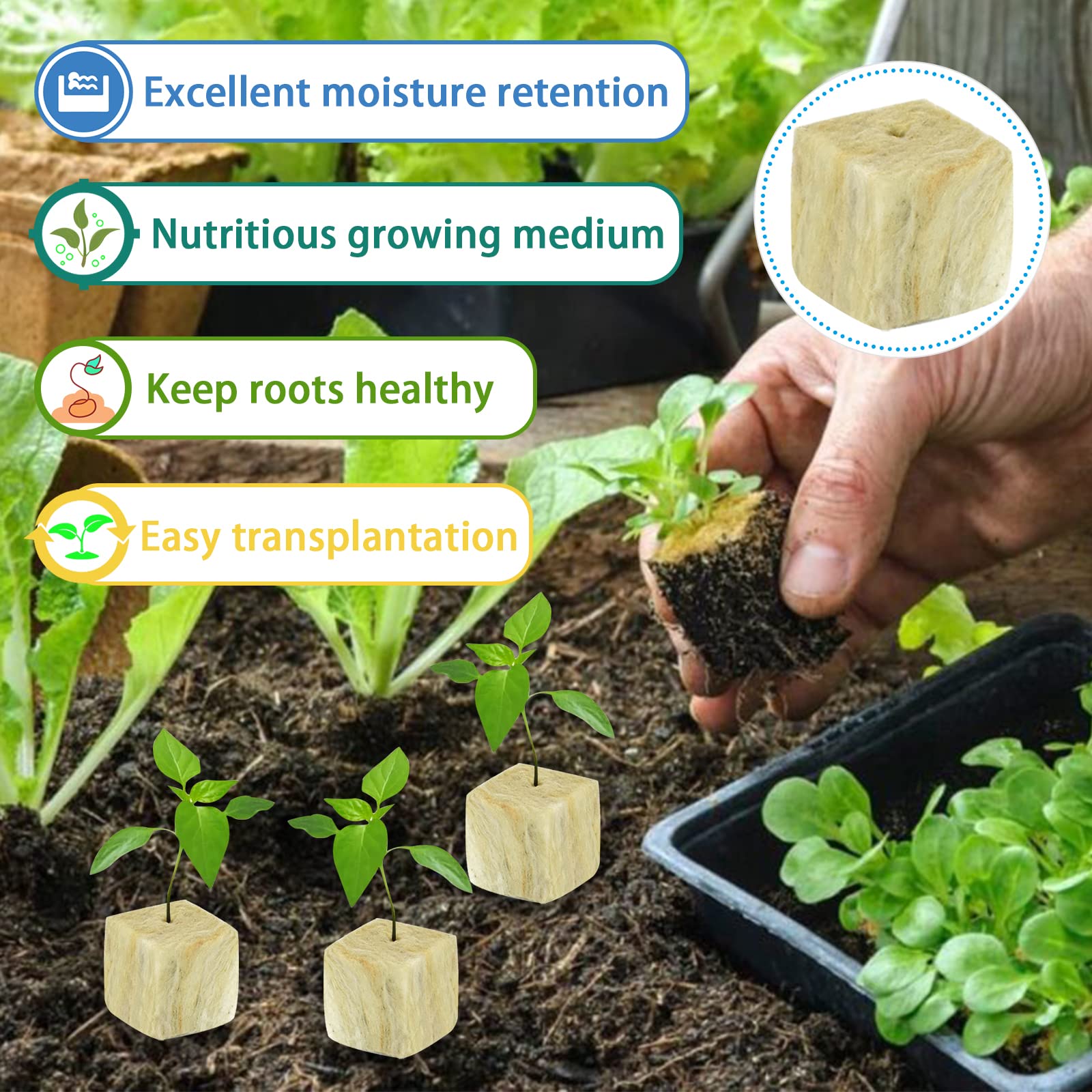 Legigo rockwool cubes in hydroponics setup illustrate swift root establishment.