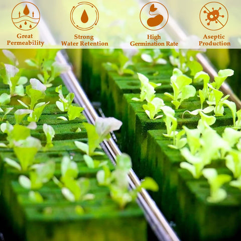 Legigo rockwool cubes absorb moisture quickly to support rooting.