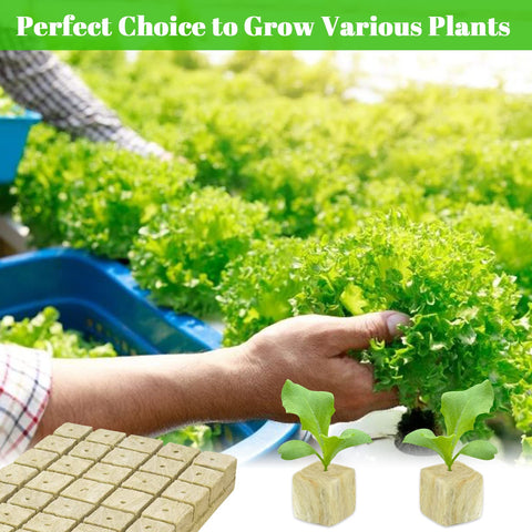 Legigo rockwool plugs provide moisture retention and stable rooting environments