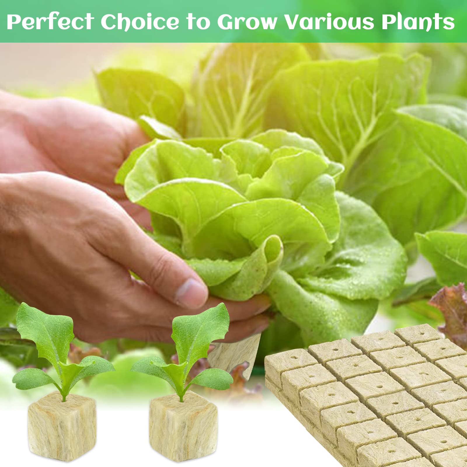 Legigo cubes promote rapid rooting through high water absorption and aeration