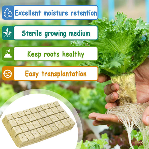 Legigo rockwool cube promoting fast root growth for transplanting