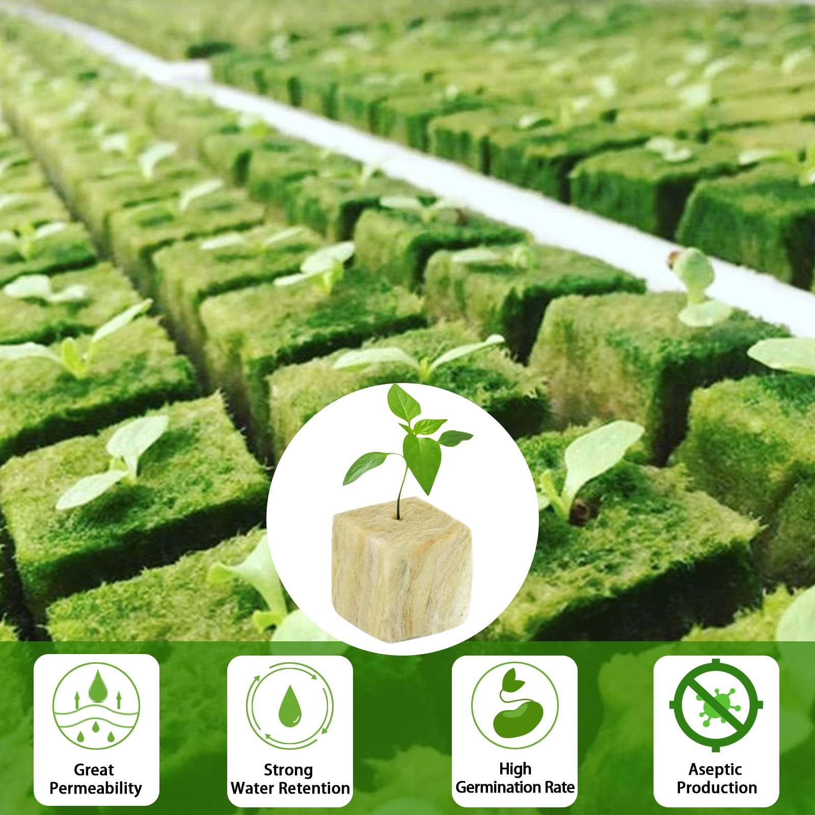 Legigo rockwool cubes rooted seedlings development demonstrates dense, fast-growing roots.
