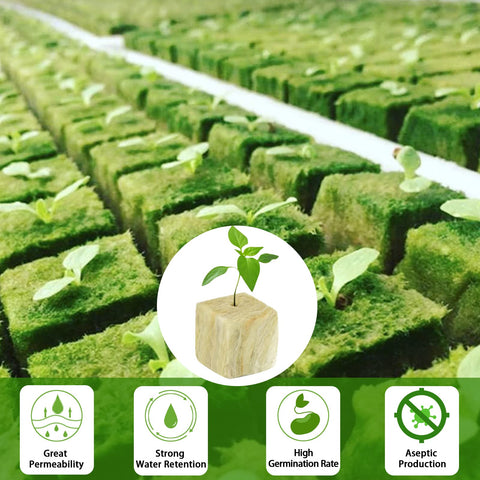 Legigo rockwool cubes rooted seedlings development demonstrates dense, fast-growing roots.