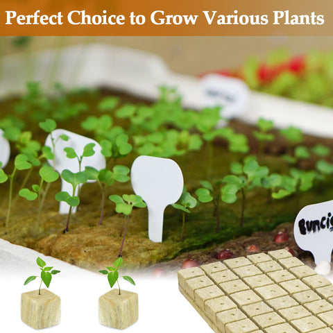 Legigo rockwool cubes buffer root temperature for stable development.