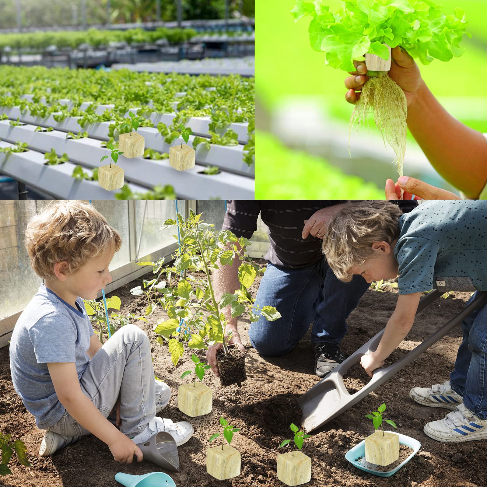 Legigo rockwool cubes temperature stability supports consistent early-stage growth.