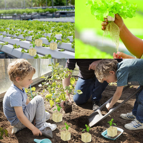 Legigo rockwool cubes temperature stability supports consistent early-stage growth.