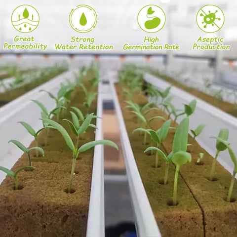 Legigo rockwool cube buffers temperature for delicate seedlings
