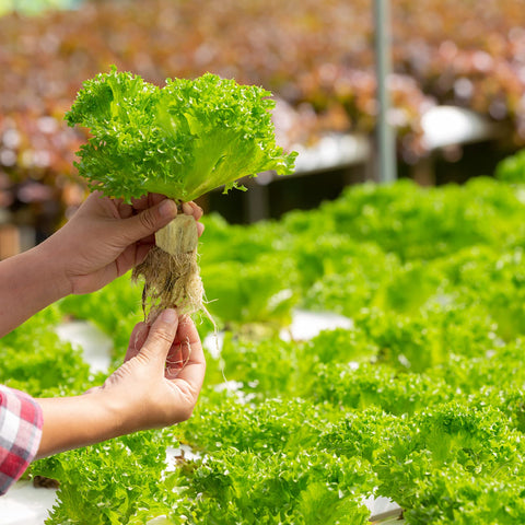 Legigo seed starter cubes ease transplanting after rooting.